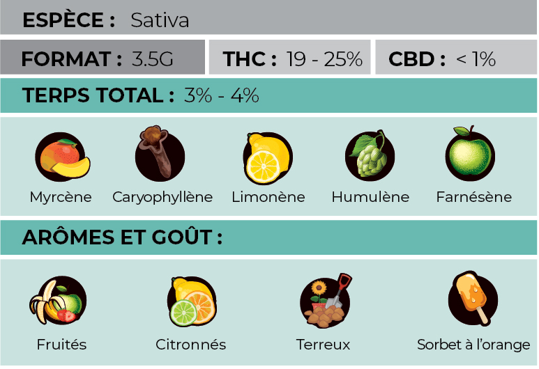Marseille-Amnesia-Haze-Info